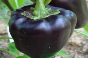 Capsicum-2